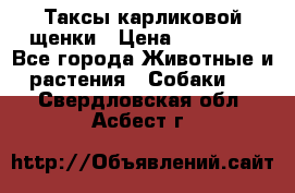 Таксы карликовой щенки › Цена ­ 20 000 - Все города Животные и растения » Собаки   . Свердловская обл.,Асбест г.